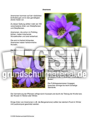 Anemone.pdf